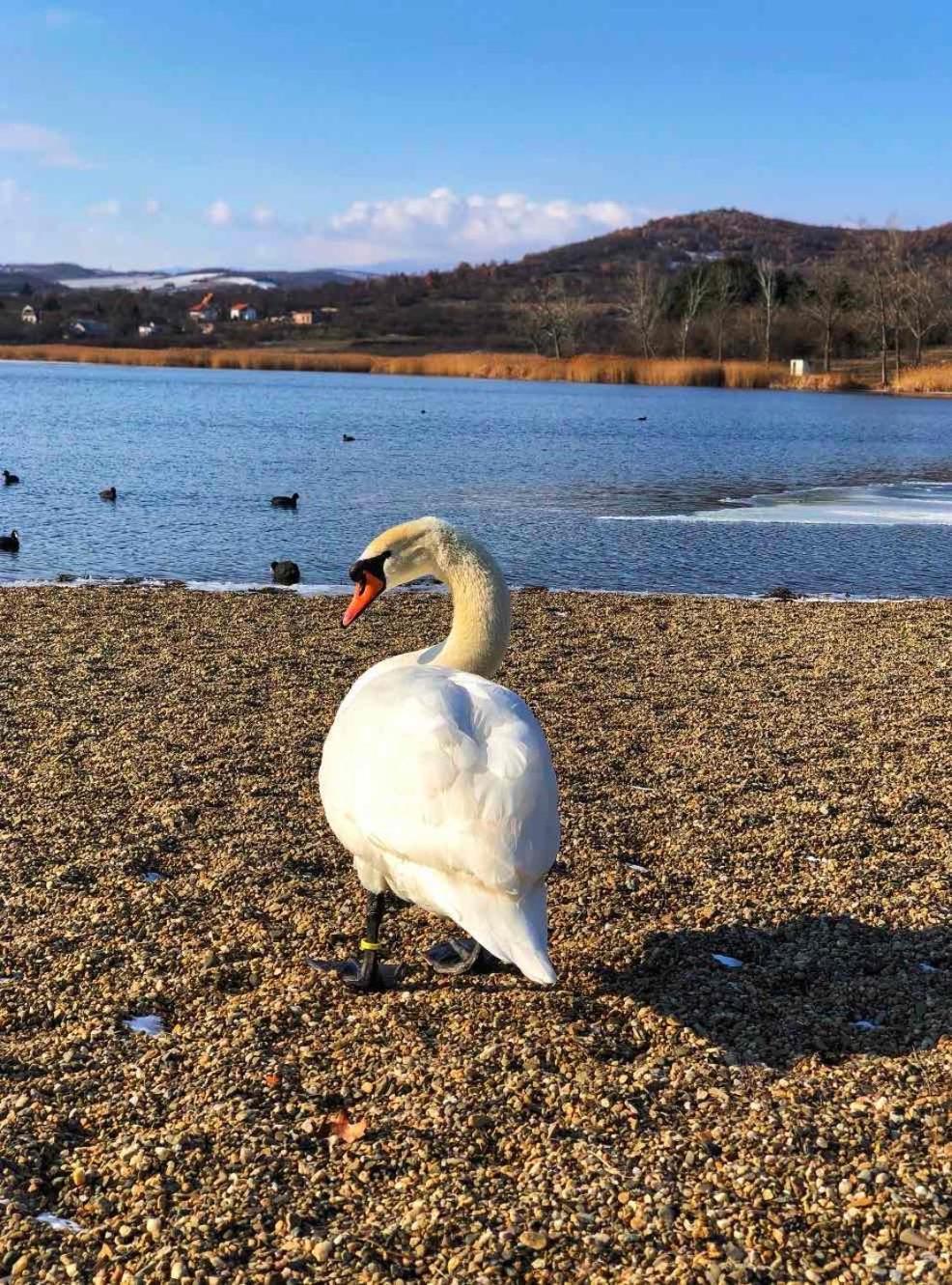 Garni Hotel Oblacinsko Jezero Oblacina Eksteriør bilde