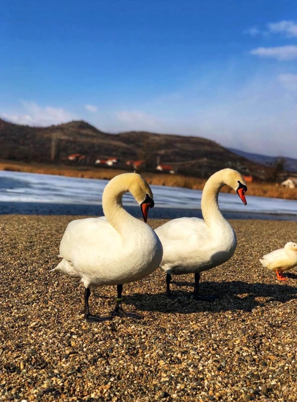 Garni Hotel Oblacinsko Jezero Oblacina Eksteriør bilde